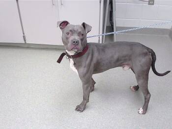 Rescue Boxer and Mixed Breed Dogs for Adoption in Omaha, Nebraska - GRIM | PetCurious