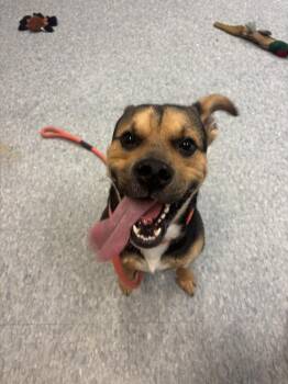 Paco -  Mixed Breed Dog for Adoption - Paco | PetCurious