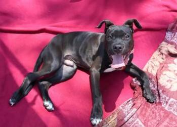 Boaz -  Mixed Breed Dog for Adoption in Athens, Georgia - Boaz | PetCurious