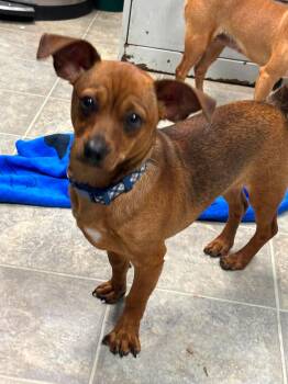 Chihuahua Dogs Available for Adoption in Rustburg, Virginia - Bebe - At Shelter | PetCurious