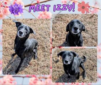Izzy -  Labrador Retriever Dog for Adoption in Colonial Heights, Virginia - Izzy | PetCurious