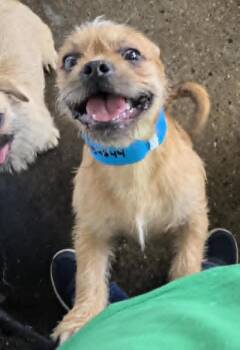 Pug and Border Terrier Dogs Available for Adoption in Warren, Michigan - Alvin | PetCurious