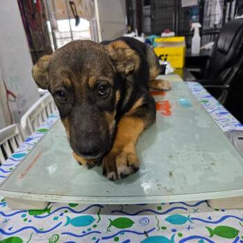Roxie (Diva Litter) -  German Shepherd Dog and Mixed Breed Dog for Adoption in TIMBERCRK CYN, Texas - Roxie (Diva Litter) | PetCurious