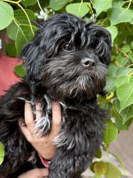 Shih Tzu Dogs Available for Adoption in Fresno, California - BABY LOGAN  | PetCurious