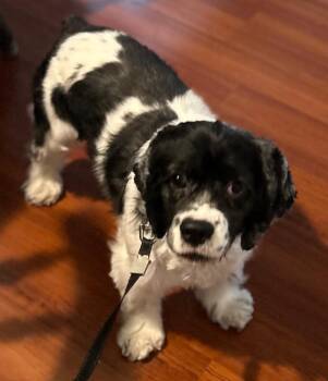 Pepper -  Cocker Spaniel Dog for Adoption - Pepper | PetCurious