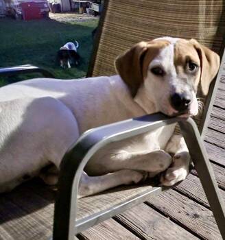 Rescue Pointer Dogs for Adoption in Jay, New York - Dema | PetCurious