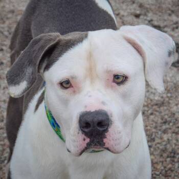 American Staffordshire Terrier and American Bulldog Dogs Available for Adoption in Huntley, Illinois - Sid | PetCurious