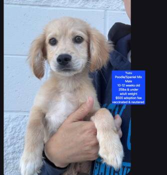 Yuzu -  Miniature Poodle and Spaniel Dog for Adoption in Oviedo, Florida - Yuzu | PetCurious