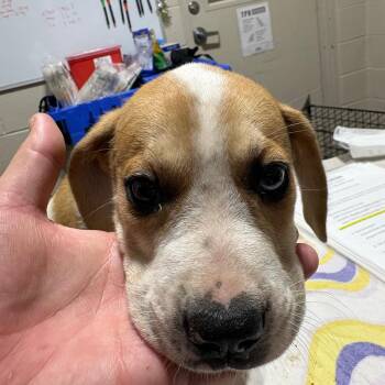 Taco -  Mixed Breed Dog for Adoption in Milton, Florida - Taco | PetCurious
