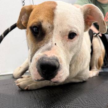 Jose -  Mixed Breed Dog for Adoption in Abilene, Texas - Jose | PetCurious