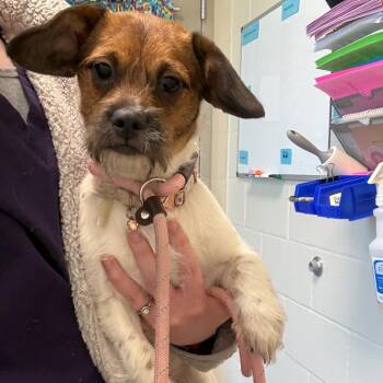 Dachshund and Shih Tzu Dogs Available for Adoption in Council Bluffs, Iowa - Millie | PetCurious