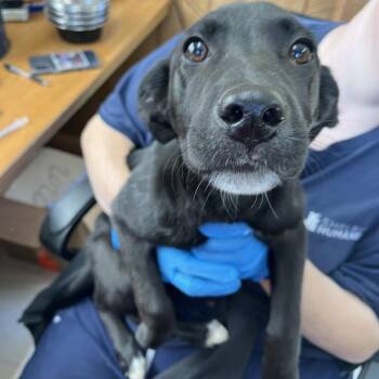 Mixed Breed Dogs Available for Adoption - Destini | PetCurious