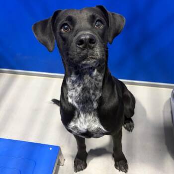 Honey KCAC #928.26 -  Black Labrador Retriever and Mixed Breed Dog for Adoption in Kerrville, Texas - Honey KCAC #928.26 | PetCurious