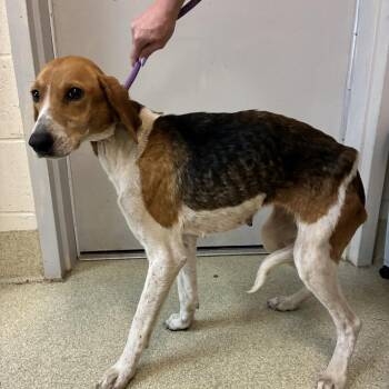 Hound Dogs Available for Adoption in Windsor, Virginia - Martini | PetCurious