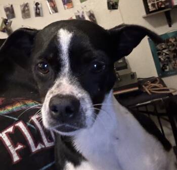 Rescue Boston Terrier and Chihuahua Dogs for Adoption in Wildomar, California - Dottie | PetCurious