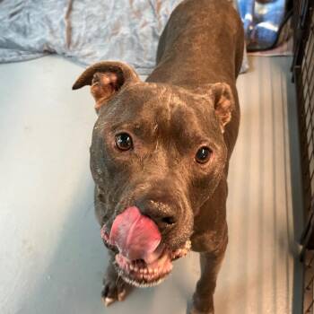 Pit Bull Terrier Dogs Available for Adoption in Austin, Texas - Barry Buns | PetCurious
