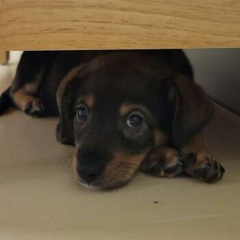 Labrador Retriever Dogs Available for Adoption - Lumiere | PetCurious