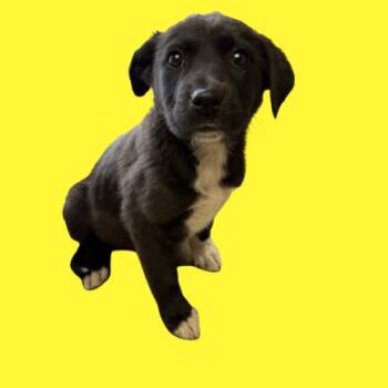 Labrador Retriever Dogs Available for Adoption - Erica | PetCurious