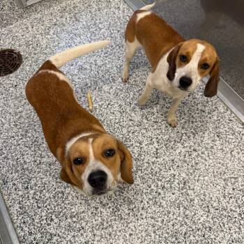 Beagle Dogs Available for Adoption in Madisonville, Tennessee - Joseph | PetCurious
