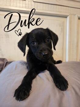 The Duke -  Flat Coated Retriever Dog for Adoption in Midway, Utah - The Duke | PetCurious