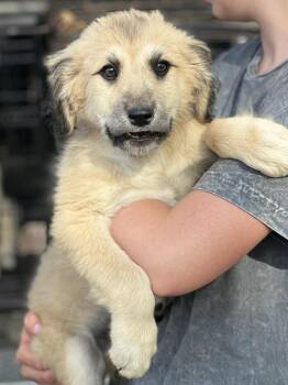 Great Pyrenees Dogs Available for Adoption in Brunswick, Maine - Haala | PetCurious