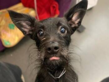 BANDO -  Terrier and Poodle Dog for Adoption in Palo Alto, California - BANDO | PetCurious