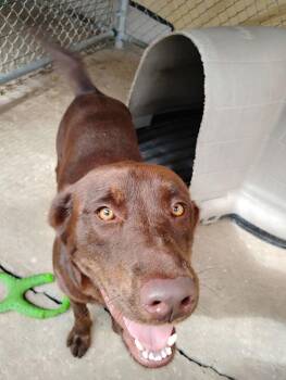 Trooper -  Labrador Retriever Dog for Adoption in Crescent City, Florida - Trooper | PetCurious