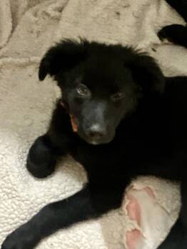 Rescue Terrier and Border Collie Dogs for Adoption in Cincinnati, Ohio - Wednesday | PetCurious