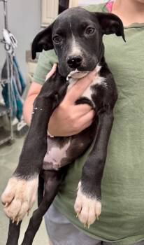 Rescue Mixed Breed Dogs for Adoption in Danielsville, Georgia - Radcliffe | PetCurious