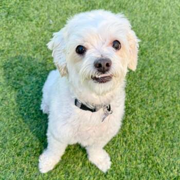 Poodle Dogs Available for Adoption in Agoura Hills, California - Lucky | PetCurious