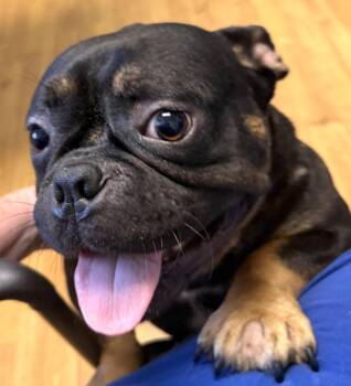 Meatball -  French Bulldog and English Bulldog Dog for Adoption in Mount Airy, North Carolina - Meatball | PetCurious