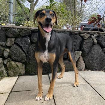 Mixed Breed Dogs Available for Adoption - Apollo | PetCurious