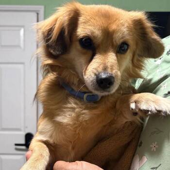 Dachshund Dogs Available for Adoption in Tampa, Florida - Lance | PetCurious