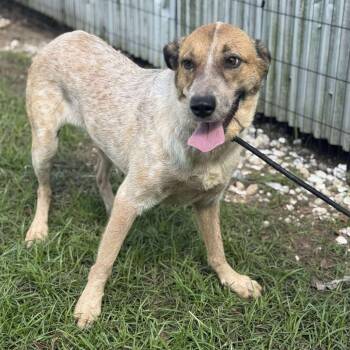 Rescue Cattle Dog Dogs for Adoption in Anahuac, Texas - Dolly | PetCurious