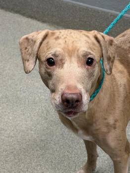 NELLI -  Pit Bull Terrier and Mixed Breed Dog for Adoption in Las Vegas, Nevada - NELLI | PetCurious