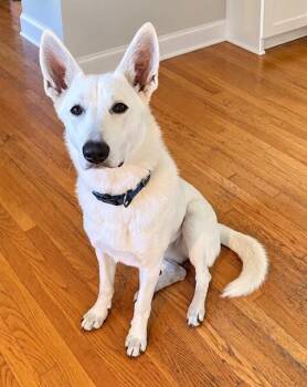 Nova -  German Shepherd Dog Dog for Adoption in Seattle, Washington - Nova | PetCurious