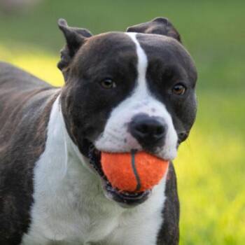American Staffordshire Terrier Dogs Available for Adoption in Fort Lauderdale, Florida - Dozer | PetCurious