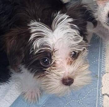 Mocha -  Shih Tzu and Maltese Dog for Adoption in Oakland Park, Florida - Mocha | PetCurious