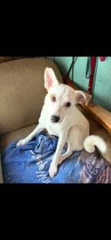 Bestest Benny Blanco -  Italian Greyhound and Basenji Dog for Adoption in Randolph, Massachusetts - Bestest Benny Blanco | PetCurious