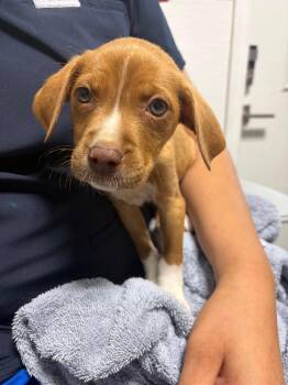 Kali -  Labrador Retriever Dog for Adoption in Morgantown, Kentucky - Kali | PetCurious