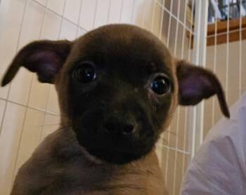 Amber -  Chihuahua Dog for Adoption in Tacoma, Washington - Amber | PetCurious