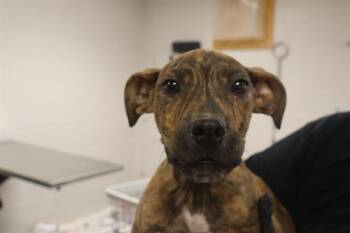 Rescue Mixed Breed Dogs for Adoption in Columbia, South Carolina - SWIRL | PetCurious