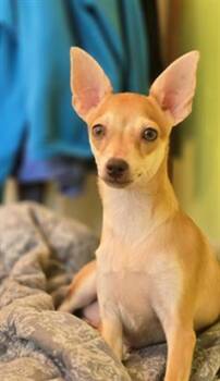 LUIGI -  Chihuahua and Mixed Breed Dog for Adoption in Aliquippa, Pennsylvania - LUIGI | PetCurious