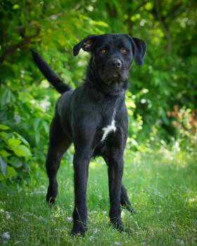 Black Labrador Retriever Dogs Available for Adoption in Bridgeport, Connecticut - Bach | PetCurious