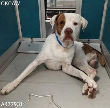 BUDDY -  American Staffordshire Terrier and Mixed Breed Dog for Adoption in Oklahoma City, Oklahoma - BUDDY | PetCurious