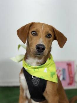 Toffee-One of our Amazing Rescue Dogs -  Foxhound and Beagle Dog for Adoption in Carlsbad, California - Toffee-One Of Our Amazing Rescue Dogs | PetCurious