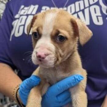 Mister Sir -  American Staffordshire Terrier Dog for Adoption in San Antonio, Texas - Mister Sir | PetCurious