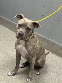 MICK -  American Bulldog and Mixed Breed Dog for Adoption in Las Vegas, Nevada - MICK | PetCurious