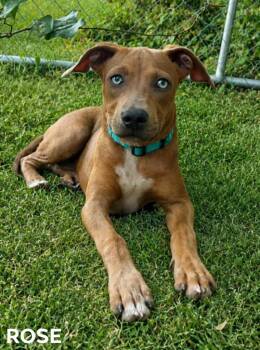 Rose Kelly -  Catahoula Leopard Dog and Hound Dog for Adoption in El Dorado, Arkansas - Rose Kelly | PetCurious