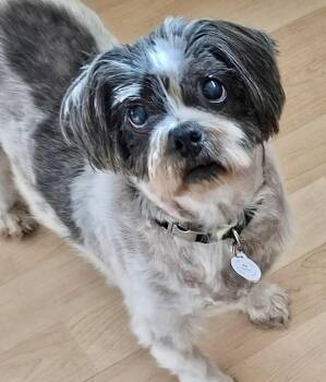 Rescue Shih Tzu Dogs for Adoption in Newport Beach, California - Bubbles | PetCurious